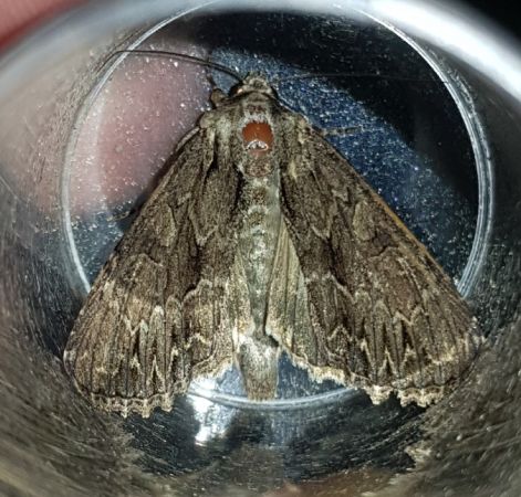 Apamea monoglypha  - Thomas Lux