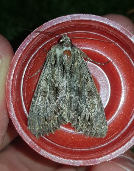 Apamea monoglypha  - Thomas Lux
