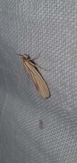 Hypsotropa roseostrigella  - Melchior Viallet