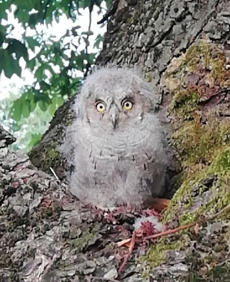 Petit-duc scops  - Gabriele Zamo'