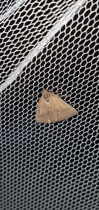 Phytometra viridaria  - Melchior Viallet