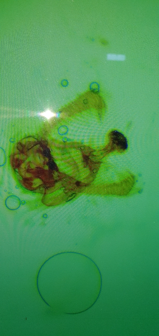 Endothenia gentianaeana  - Melchior Viallet