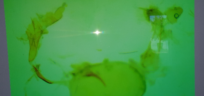 Stenoptilia coprodactylus  - Melchior Viallet