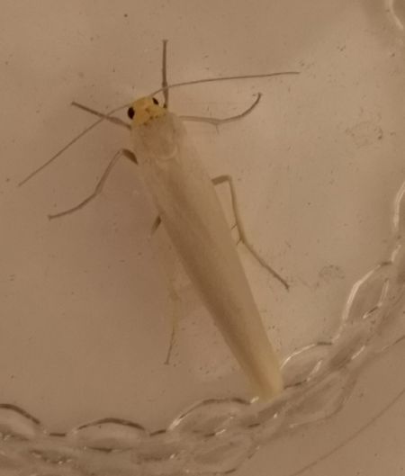 Eilema sp.  - Françoise Rauzieres (TGB-SSNTG)