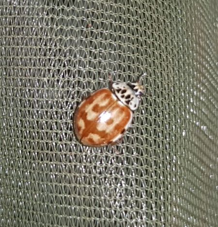 Coccinelle à quatre points  - Thomas Lux
