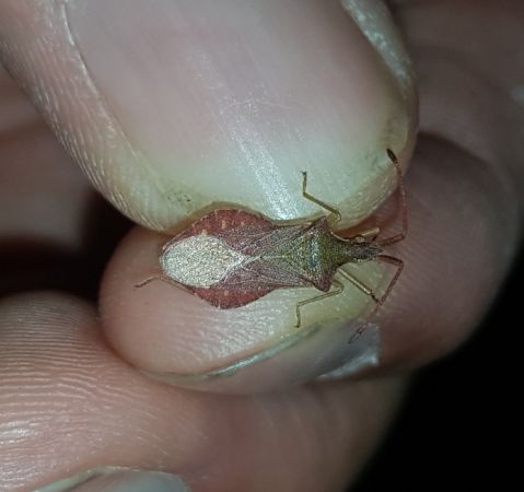 Haploprocta sulcicornis  - Thomas Lux