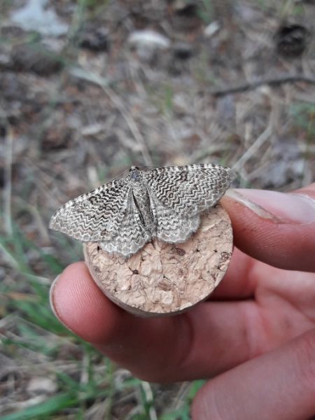 Rheumaptera undulata  - Sylvain Lethuillier