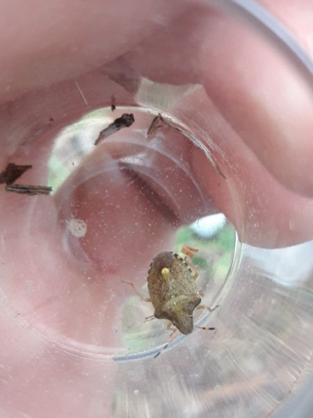 Peribalus strictus vernalis  - Sylvain Lethuillier