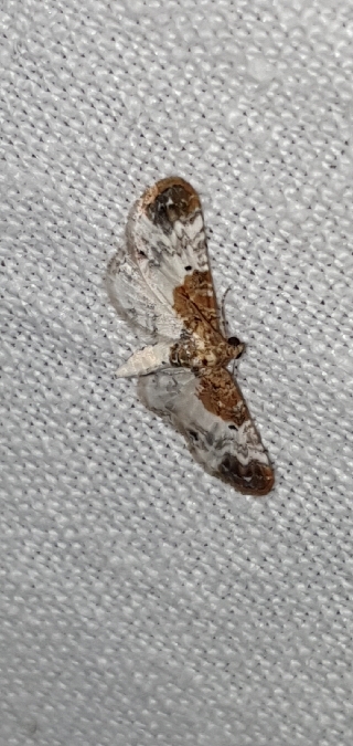 Eupithecia breviculata  - Melchior Viallet