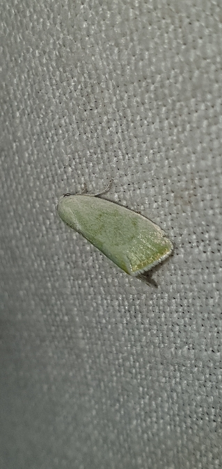 Earias vernana  - Melchior Viallet