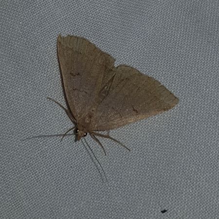 Paracolax tristalis  - Thomas Lux