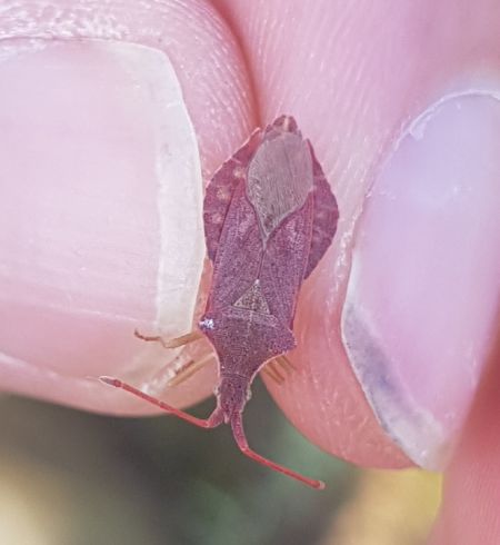 Haploprocta sulcicornis  - Thomas Lux