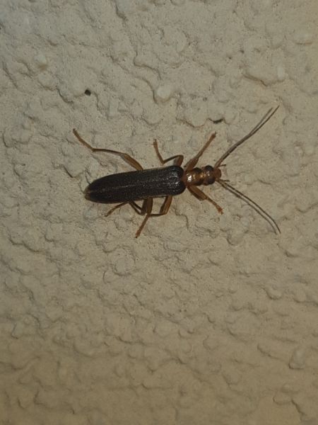 Nacerdes carniolica  - Thomas Lux