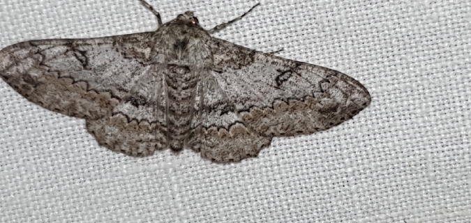 Ascotis selenaria  - Melchior Viallet