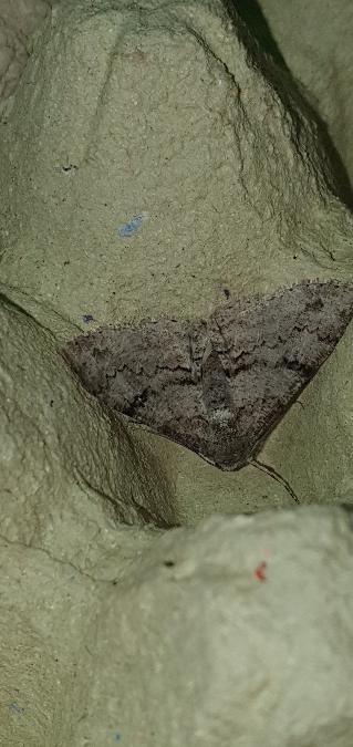 Ascotis selenaria  - Melchior Viallet