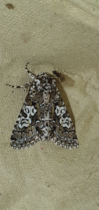 Lamprosticta culta  - Melchior Viallet