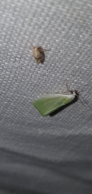 Earias clorana  - Melchior Viallet