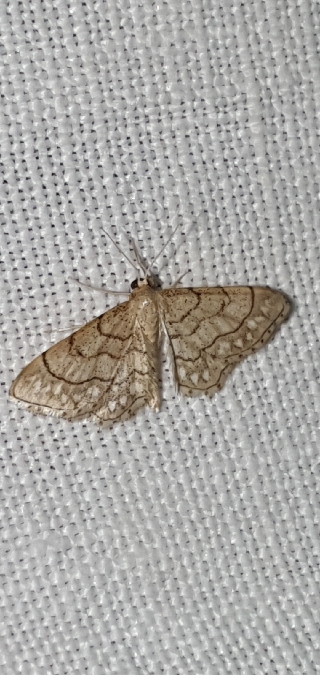 Idaea moniliata  - Melchior Viallet