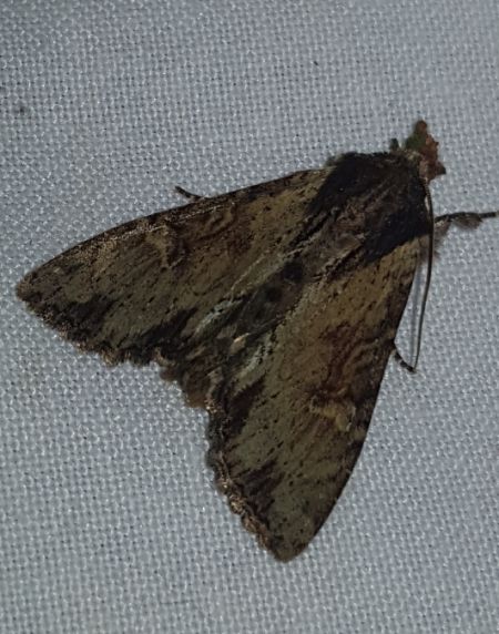 Apamea crenata  - Thomas Lux