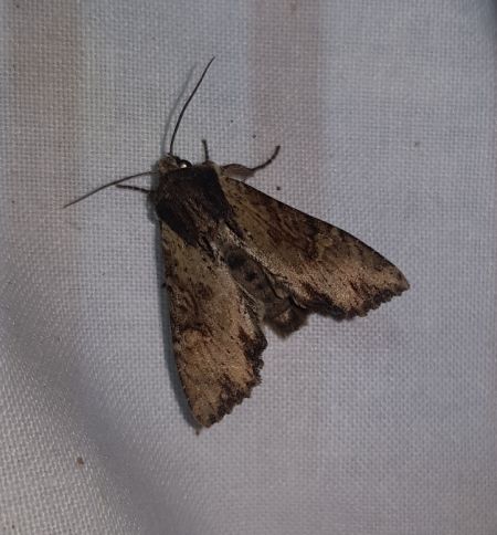 Apamea crenata  - Thomas Lux