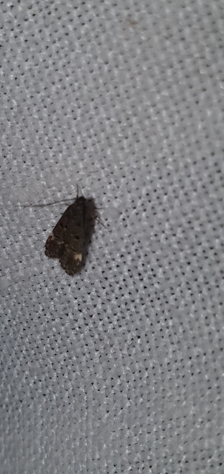 Dichomeris alacella  - Melchior Viallet