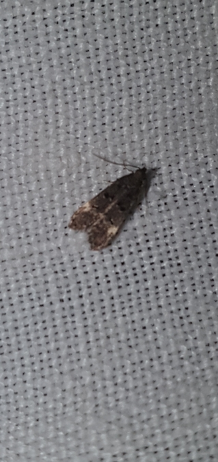 Dichomeris alacella  - Melchior Viallet