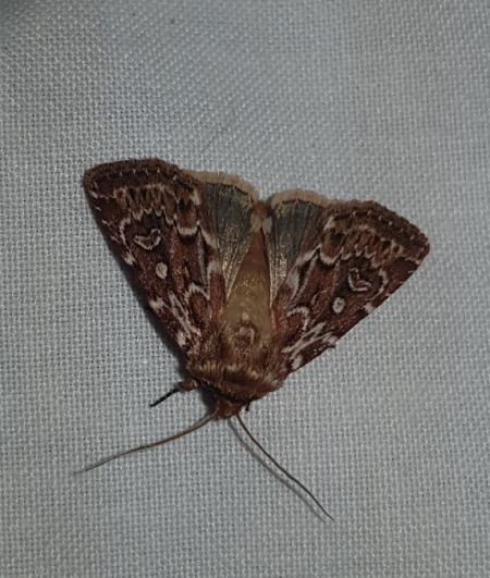 Lycophotia porphyrea  - Thomas Lux