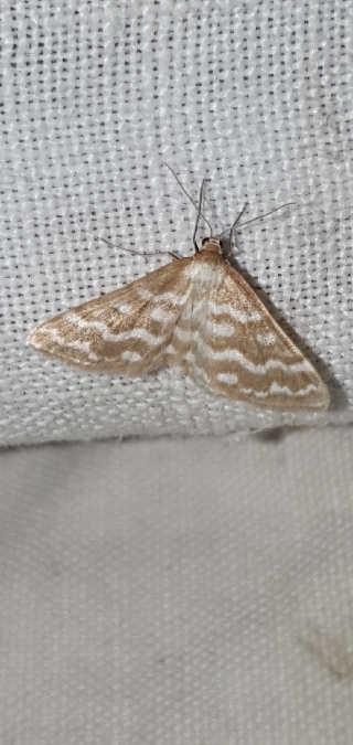 Phalène soyeuse  - Melchior Viallet