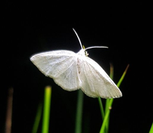 Cabera exanthemata  - Thomas Lux