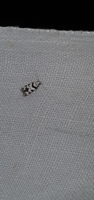 Pseudotelphusa scalella  - Melchior Viallet