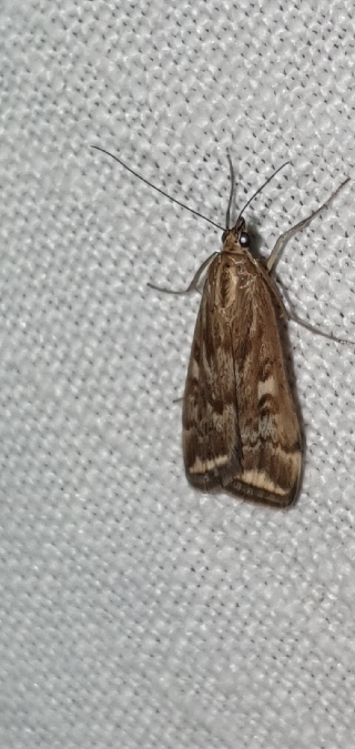 Botys de l'armoise  - Melchior Viallet