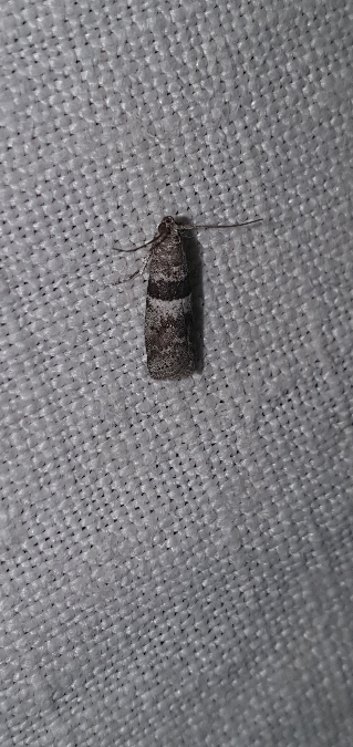 Elegia atrifasciella  - Melchior Viallet