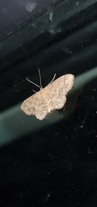 Idaea subsaturata  - Melchior Viallet