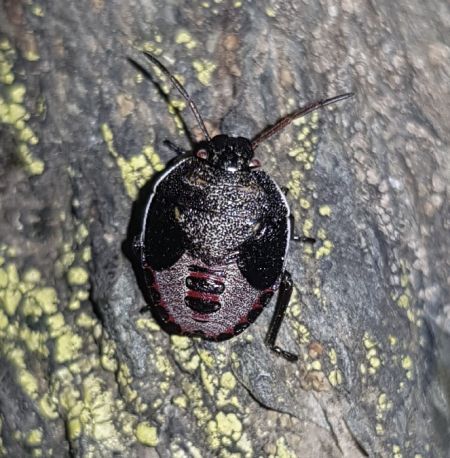 Piezodorus lituratus  - Thomas Lux