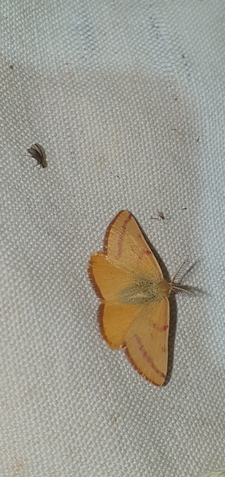 Lythria purpuraria  - Melchior Viallet