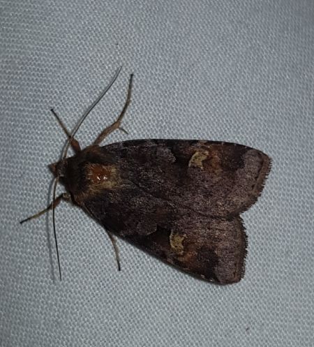 Diarsia brunnea  - Thomas Lux