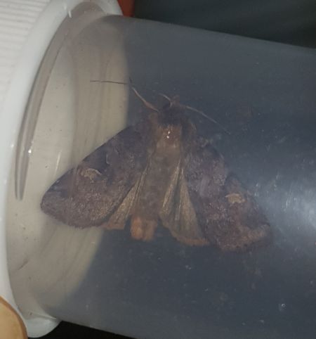 Diarsia brunnea  - Thomas Lux