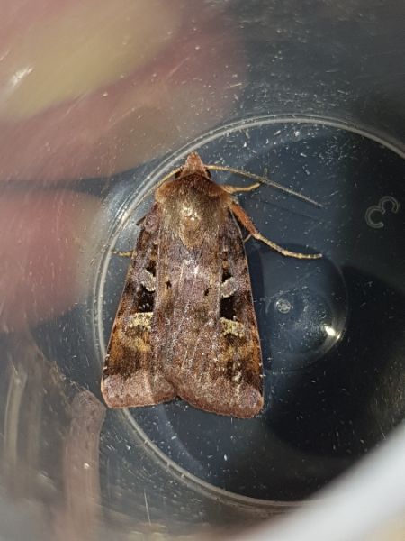 Diarsia brunnea  - Thomas Lux