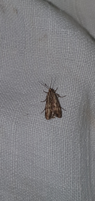 Brachodes funebris  - Melchior Viallet