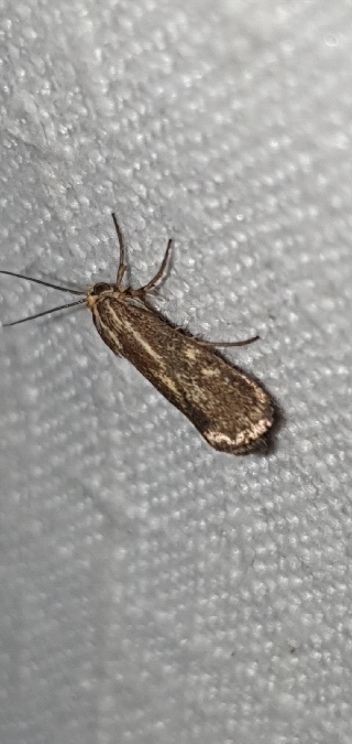Brachodes funebris  - Melchior Viallet