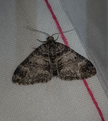 Perizoma juracolaria  - Thomas Lux