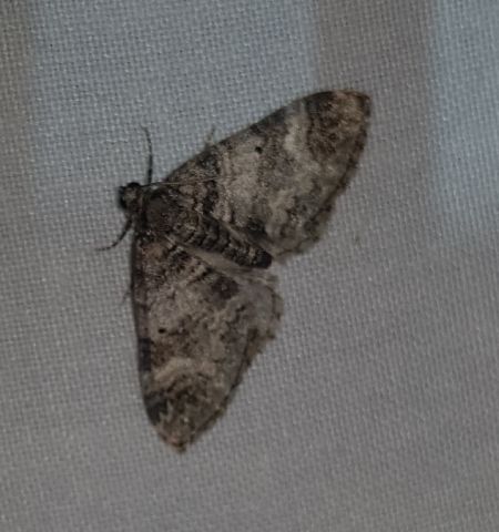 Perizoma juracolaria  - Thomas Lux