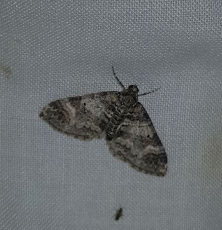 Perizoma juracolaria  - Thomas Lux