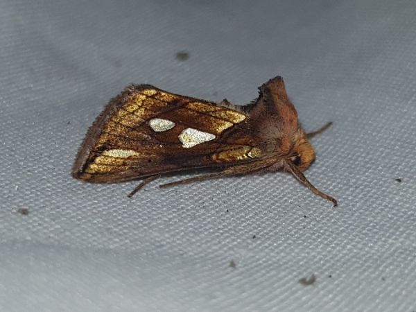 Plusia festucae  - Thomas Lux