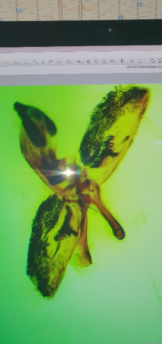 Sésie du Pied-de-Poule  - Melchior Viallet