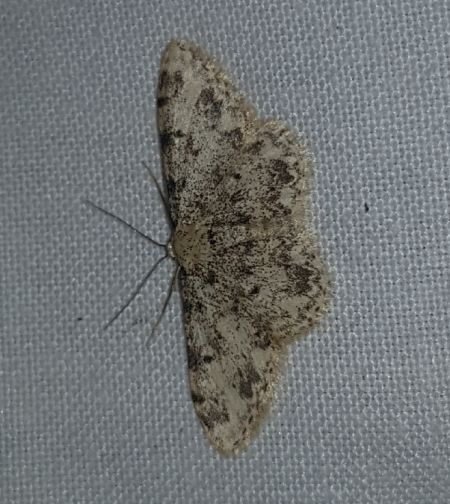 Idaea contiguaria  - Thomas Lux