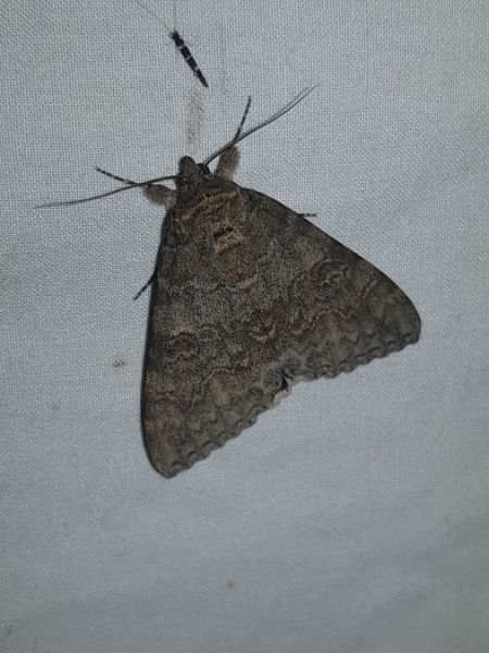 Catocala nupta  - Thomas Lux