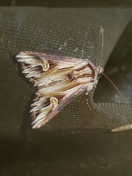 Actinotia polyodon  - Thomas Lux