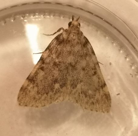 Aglosse de la graisse  - Françoise Rauzieres (TGB-SSNTG)