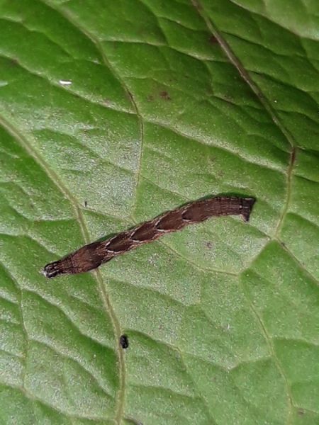 Eupithecia virgaureata  - Sylvain Lethuillier